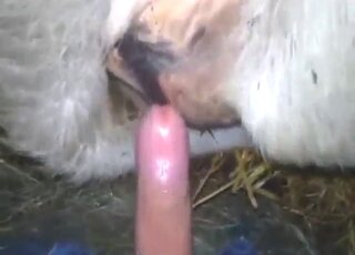 Pussy animal sex