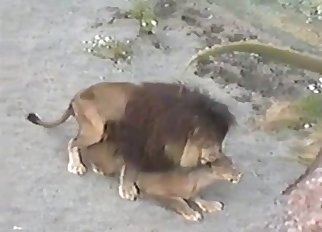 Lion fucking its lioness in the corner