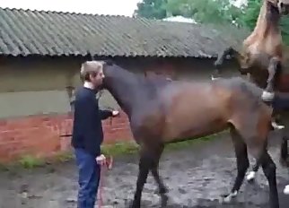 Stunning brown stallions having bestiality sex