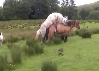 A pair of kinky horses have all sorts of passionate fun together