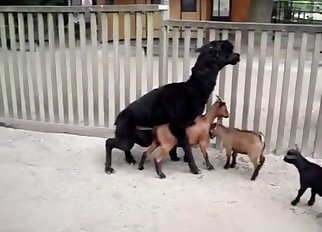 Two nice dogs have very cute sex on the camera