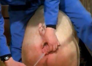 Man is playing with a nice pig ass at the barn