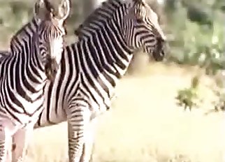 Real documentary porn with zebras in the desert