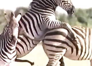 Real documentary porn with zebras in the desert