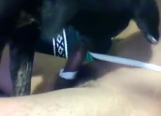Black mutt is going to kiss all over his boner