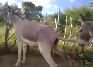 Horny animals fucking each other with passion