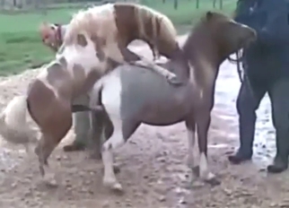 Penetration from pony in a taboo zoophile vid