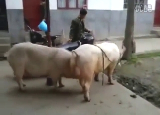 Pig-on-pig fuckery with real intense pleasure