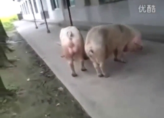 Pig