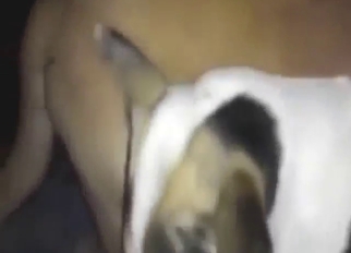 Guy fucks this dog, another dog wants it too