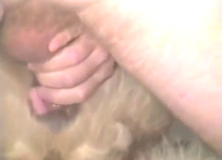 Guy inserting his nice penis in a dog's vagina