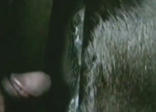 Bestiality porn shows doggystyle, gaping, etc.