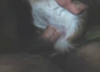 Bestiality porn shows a doe using hard dick