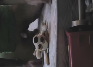 Dog's fake plushie cock slides in his asshole