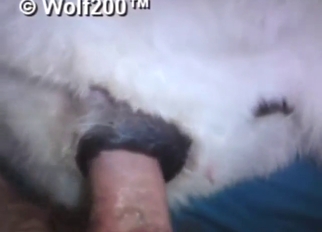 Anal gape for a submissive dog that has no choice