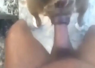Hard cock of a horny zoophile using that dog