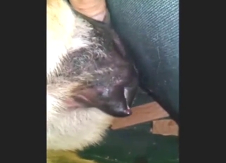 Dude is fingering a sexy animal until it gapes