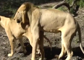 Sneaky lion couple enjoying outdoor mating