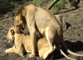 Sneaky lion couple enjoying outdoor mating