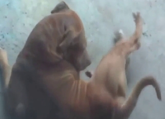 Hot dog is going to show its nice penis outside