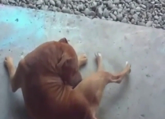 Hot dog is going to show its nice penis outside