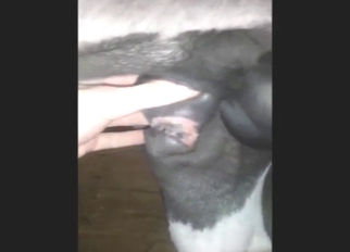 Pony cock is getting jerked off with real zeal