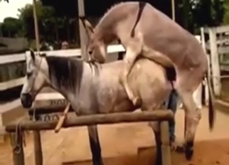 Horse and donkey fuck with passionate gaping