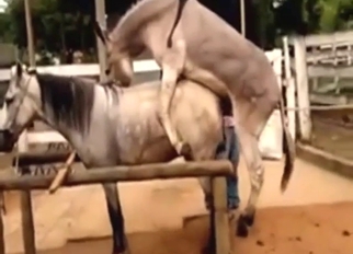 Horse and donkey fuck with passionate gaping