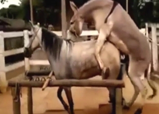 Horse and donkey fuck with passionate gaping