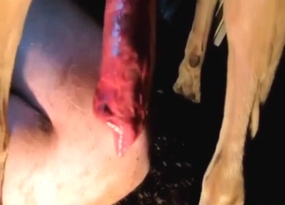 Assy animal is going to get licked by a zoophile