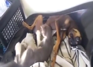 Passion and orgasms with sexy animals getting off