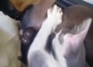 Passion and orgasms with sexy animals getting off