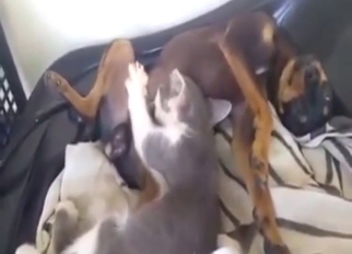 Passion and orgasms with sexy animals getting off