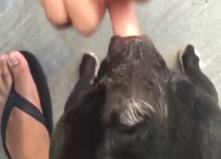 Dog fucking showcased with lots of fingering