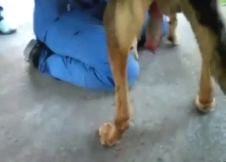 Sexy animal wants to put its jizz in a shot glass