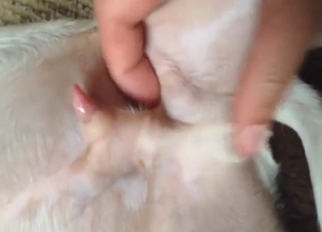 Jerking that animal's dick to make it so happy