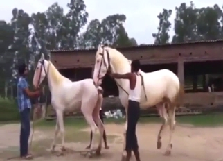 Horse fucking is going to look so, so good