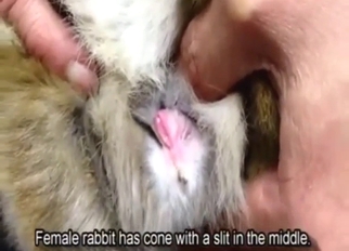 Bunny porn with messy close-ups, too musky