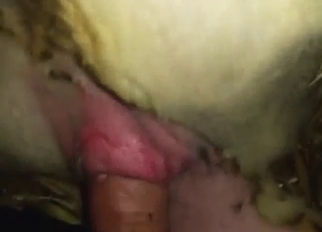 Sheep sex scene with pink pussy ruined for real
