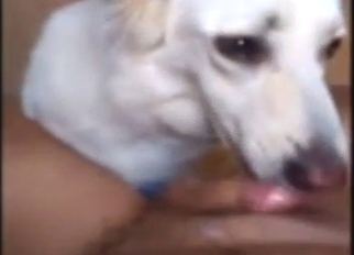 Dog is going to lick that dick in a POV scene