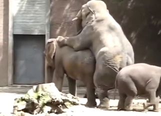 Elephant-on-elephant taboo action with outdoor sex