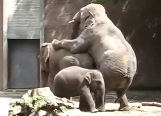 Elephant-on-elephant taboo action with outdoor sex