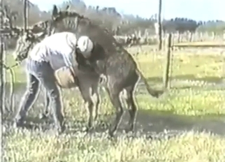 Donkey anal porn with close-ups and zoophiles