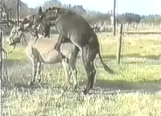 Donkey anal porn with close-ups and zoophiles