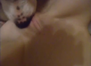 Dog is going to polish that juicy cunt up close