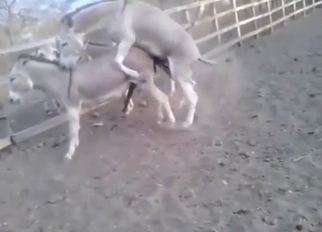 Gay sex with donkeys that are just that queer