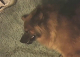 Hot pleasure with a sexy dog that enjoys D