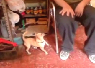 Dog is going to get crazy freaky with a guy