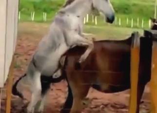 White vs brown in a horse porn movie with gape