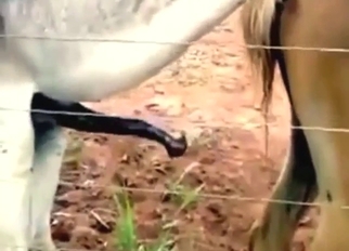 White vs brown in a horse porn movie with gape